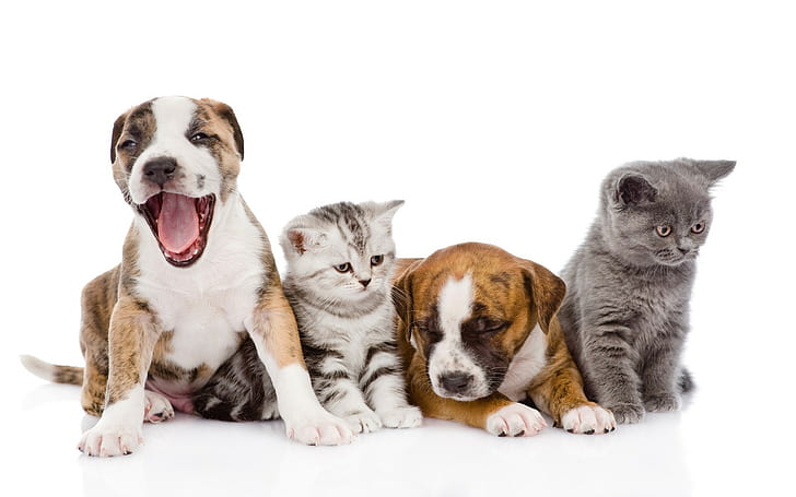 white-background-animals-dog-cat-baby-animals-wallpaper-preview.jpg